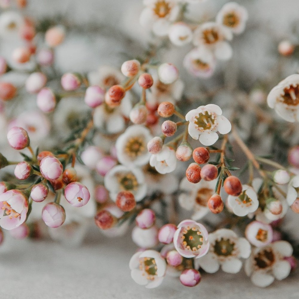 Meet your Posher, Breanna